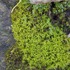 Bryophytes in East Asia icon