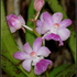 Orchids of Western Ghats icon