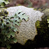 Lichens of South West England icon