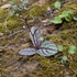 Northeast Ohio Barren/Prairie Indicator Plants icon