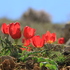 Darende Flora ve Faunası icon
