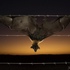 Australian Bats on Barbed Wire icon