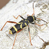 Cerambycidae of Baltic states 2026. > icon