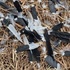 Animals Killed or Injured by Invasive Species of Australia icon
