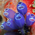 Marine Invertebrates of the Caribbean and Gulf icon