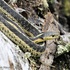 Lost Lake Woods Snake Population Assessment icon