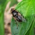 Eristalinus of East-Asia: collection/translation of material icon