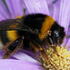 Bees of Tamil Nadu, Pondicherry, Karnataka and Kerala icon