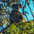 Bucketty Koalas icon