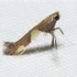 Garrett Moth Quad Records icon