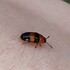Biodiversity of Coahoma County, MS icon