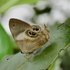 Butterflies (Papilionoidea) of the Zanzibar archipelago icon