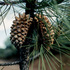 JHCS GYE Spring Bioblitz icon