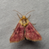 Waco Night Club (Waco Mothing Society) icon