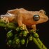 Endemic Greens Biodiversity icon