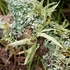 Texas Cross Timbers Lichens icon