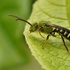 Abejas de Quito icon