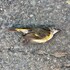 Cville Bird Patrol (Bird-Window Collisions in Charlottesville, VA) icon