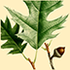 Flora of Tioga County, NY icon