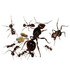 Las hormigas y sus cualidades icon
