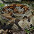 Snakes of northeastern Illinois icon