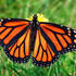 TEST - Rothschild Foundation Bioblitz JamesChaplin 29/05/2026 icon