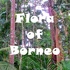Flora of Kalimantan icon