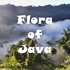 Flora of Java icon