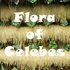 Flora of Celebes icon