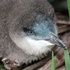 Little Blue Penguin Monitoring icon