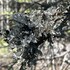 Lichens of Nova Scotia icon