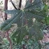 Brush Farm and Lambert Park Flora Survey icon