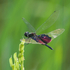 Dragonflies and Demselflies (Odonata) of the Zanzibar archipelago icon