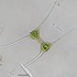 Microalgas amazônicas icon