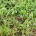 Field Herpetology Su 2026 icon
