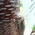 Wildlife on Re-greening Effort Trees icon