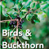 Birds and Buckthorn icon