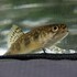 Faune aquatique, amphibiens &amp; reptiles de Charlevoix icon