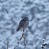 Faune aviaire et mammifères de Charlevoix icon