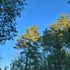 Arbres de Charlevoix icon