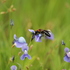 Laterite Hill Biodiversity in North Kerala icon