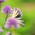 Biodiversity of the village of Klyshky icon