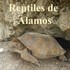 Anfibios y Reptiles de Álamos, Sonora icon