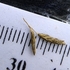 African lovegrass genome study icon