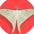 Moths of Japan  日本の蛾 icon