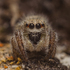 Spiders of Ukraine (Пауки Украины) icon