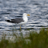 Чайковые птицы России | Gulls of Russia icon