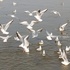 Diversity of Winter Migratory Birds across Uttar Pradesh and NCT of Delhi, India icon