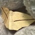 Moths of Elgin County, Ontario icon