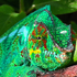 La Réunion, Faune et Flore icon